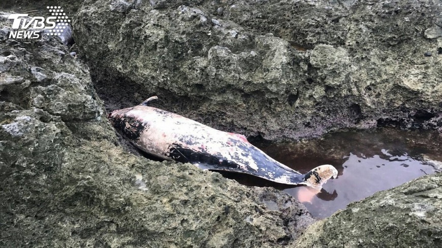 蘭嶼海邊3尾鯨豚擱淺 外觀腐爛死亡多日