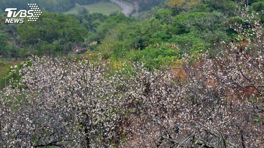 梅花爭相綻放覆蓋山頭 盛開至1月底