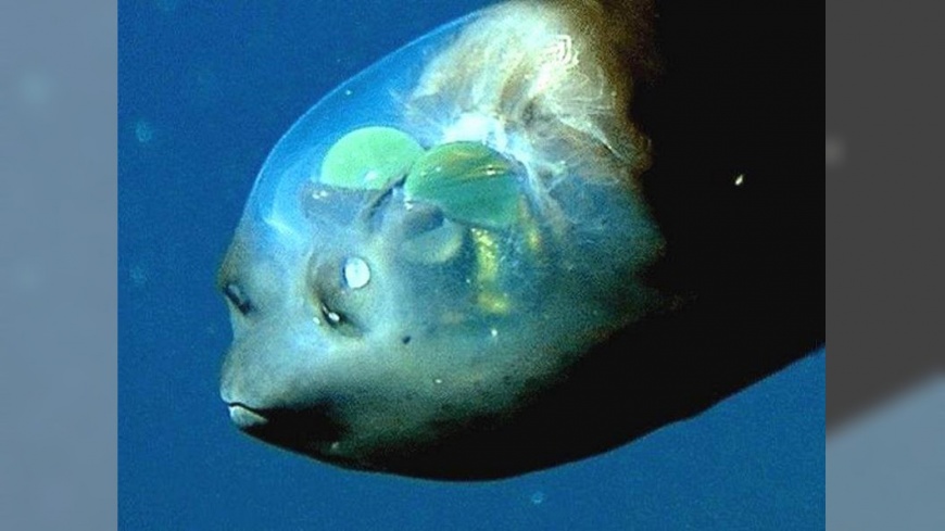 探索海底「昏暗帶」 下潛尋找深海珍奇生物