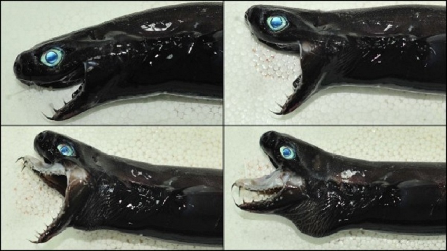台東捕獲「外星怪魚」 藍眼尖牙夯到外媒爭相報