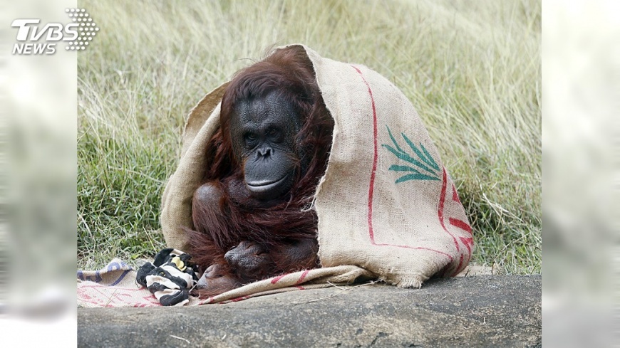 寒流報到 屏科大為百種野生動物禦寒