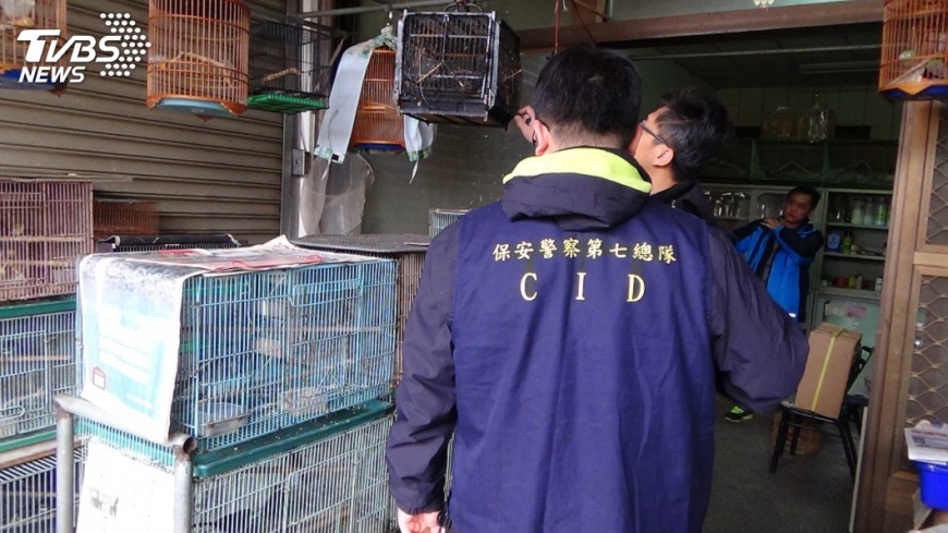 明知故犯! 鳥店老闆盜獵保育鳥類販售遭逮