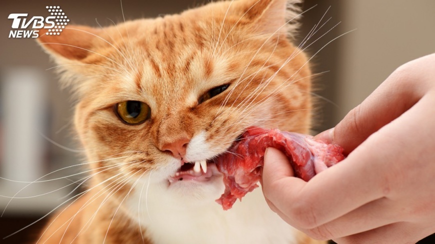 小心!別餵貓狗吃生肉 恐有人畜感染風險