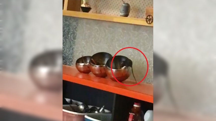 吃火鍋驚見老鼠「埋頭嗑沙茶」！他崩潰：才剛吃進去