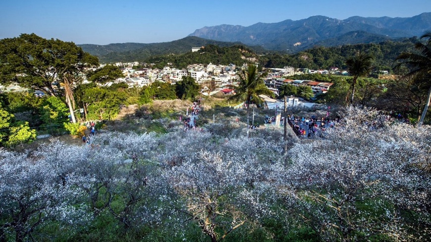 嘉義梅山阿里山梅花盛開 賞花趁早