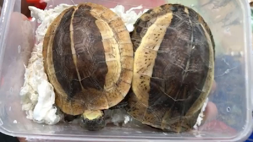 漁船走私百公斤毒及保育龜　暗艙藏通緝犯