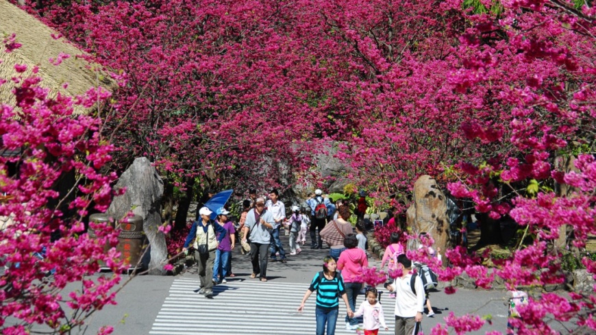 樂園櫻花祭開跑 中部鄉親買票現省2百
