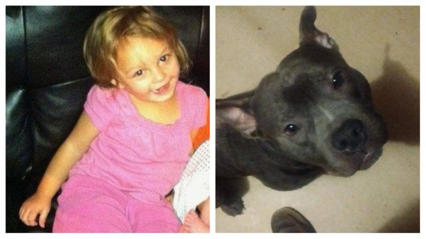 才養5天突發狂!3歲女童遭比特犬啃頭慘死