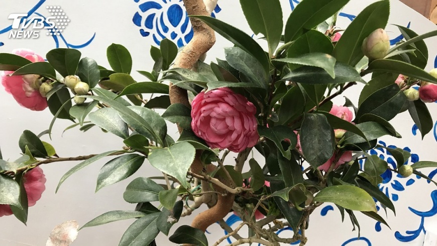 2018台北茶花展開跑 柯文哲讚:有看頭!
