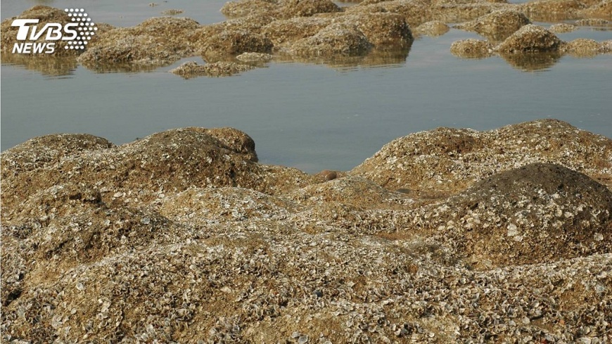 環團救大潭藻礁 籲完整調查異地建站