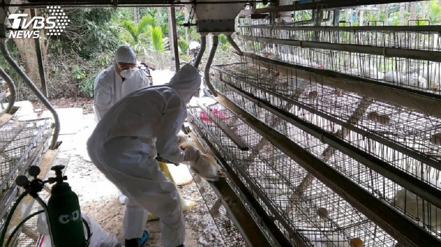 台南雞隻檢出禽流感 無法確認何處感染