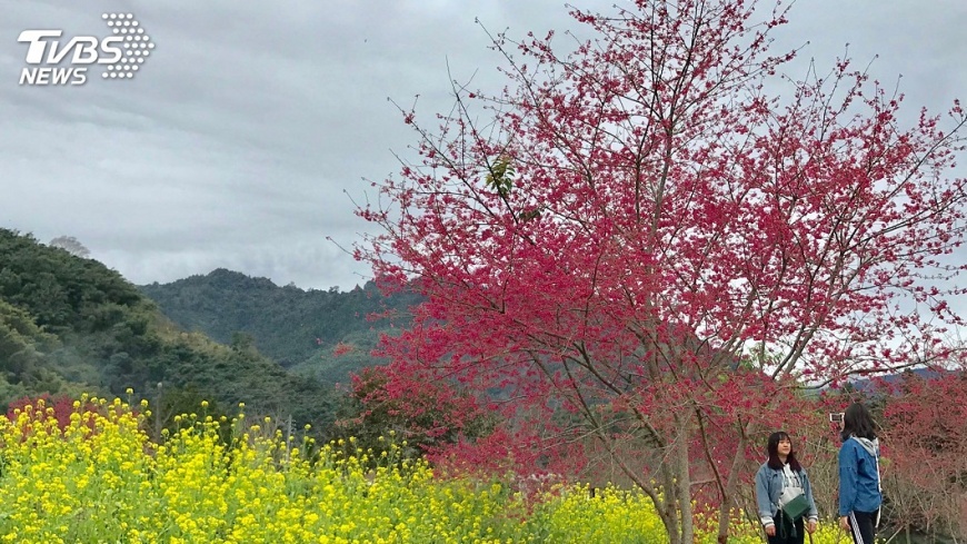 信義鄉櫻花季來臨 草坪頭百花爭妍