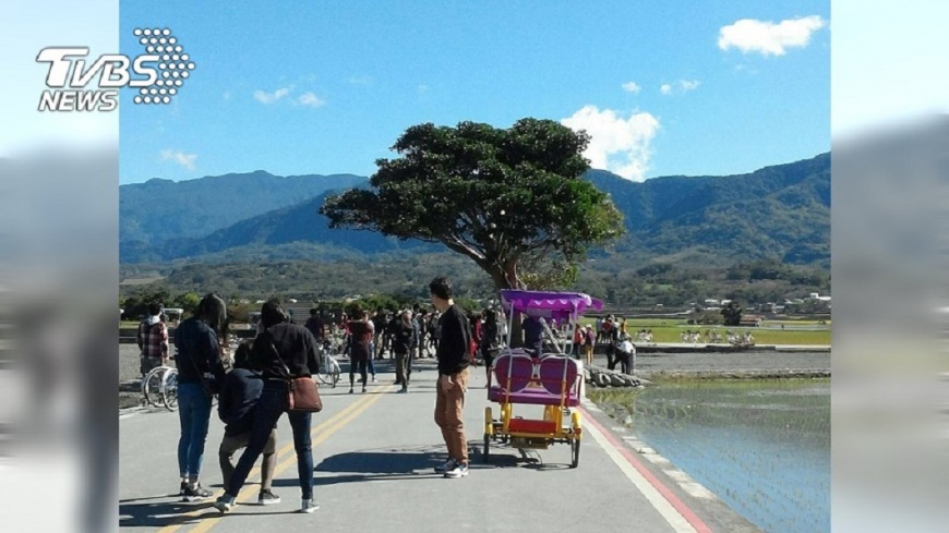 金城武樹車潮多 鐵腕取締農地改停車場