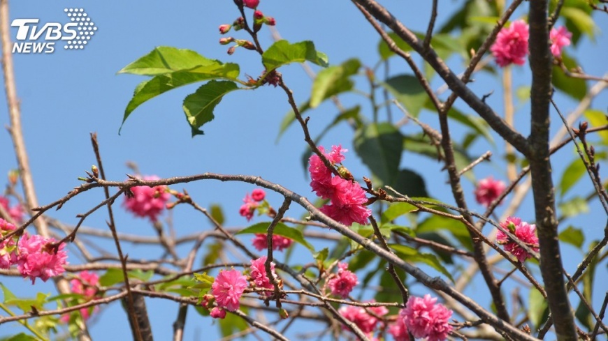 霧台櫻花季26日登場　櫻花王月底開花