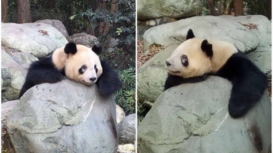 成都貓熊黑眼圈變白了？　原來是它惹禍