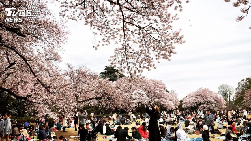 遊日迎接浪漫櫻花 東京3/18、大阪3/25開花