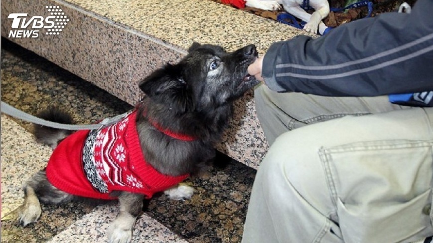 校犬貓數量 6都中台北市連3年墊底