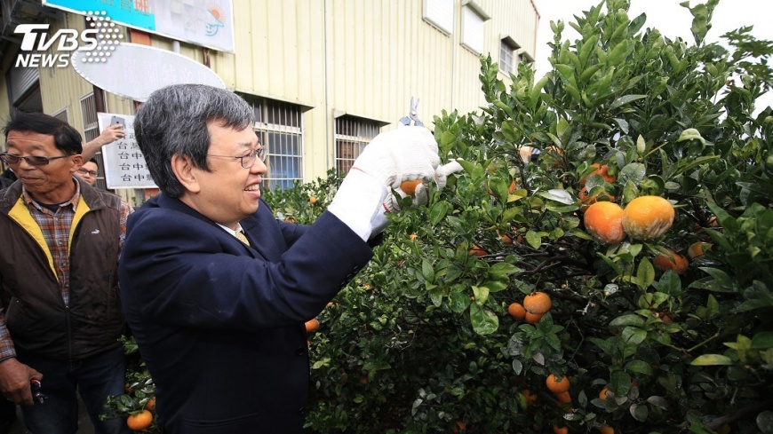 副總統東勢拜訪果農 採茂谷柑讚好吃