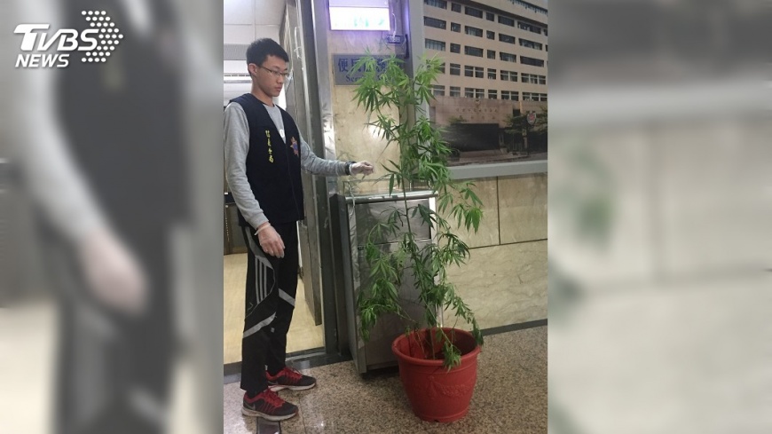 男出國買大麻種子自種 警網路巡邏查獲