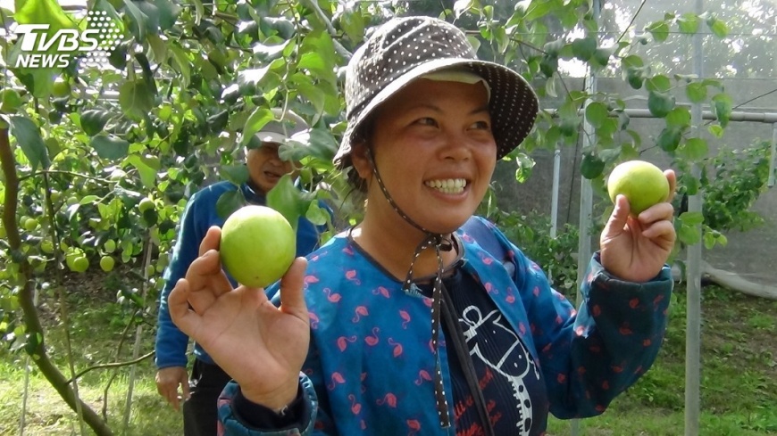 苦盡甘來! 越南新住民種棗熬出頭