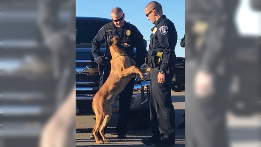警犬年邁罹癌退休 全員列隊敬禮送別