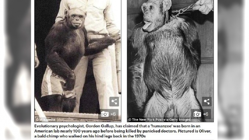 「猩猩人」百年前就有?科學家顧及倫理安樂死