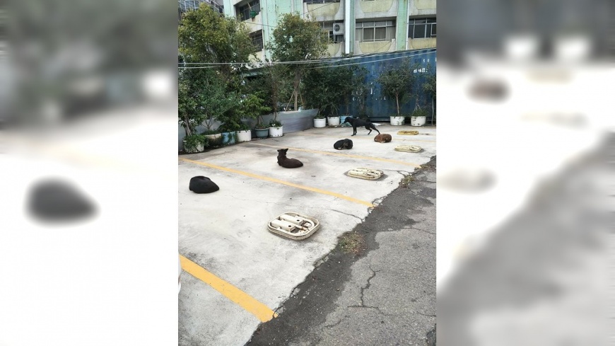 這款「惡霸」!停車位占好占滿 網笑歪:快拿雞腿跟他換