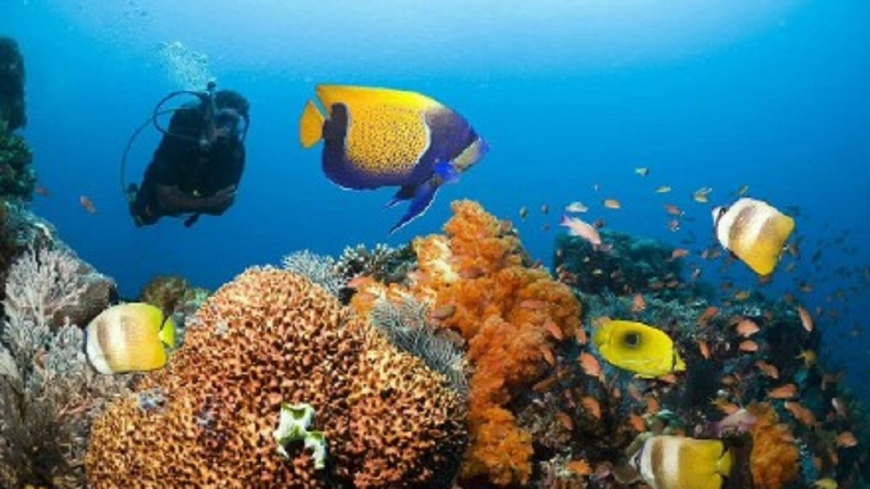 野生珊瑚魚濫捕多 海洋生態嚴重破壞