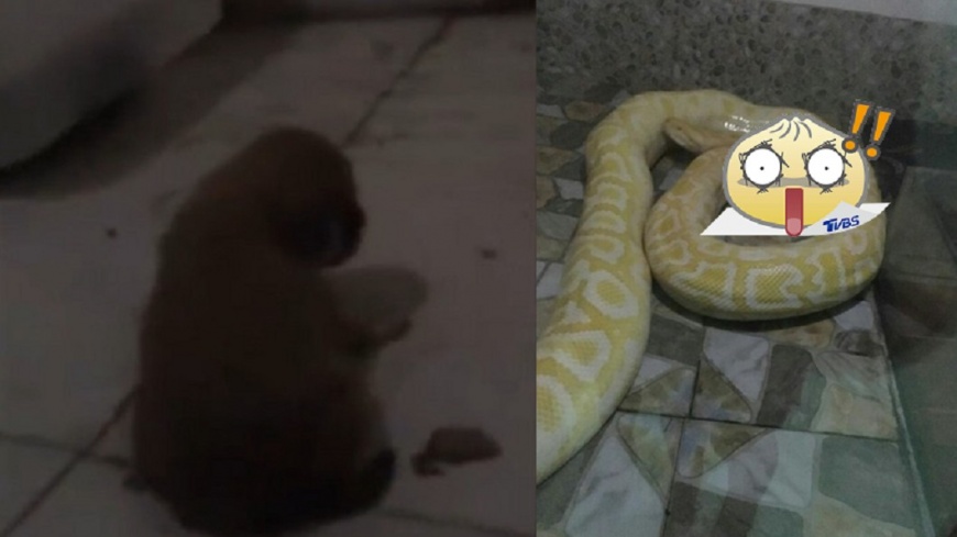 幼犬蜷曲、哀鳴等被吞! 動物園這樣餵蟒蛇挨轟