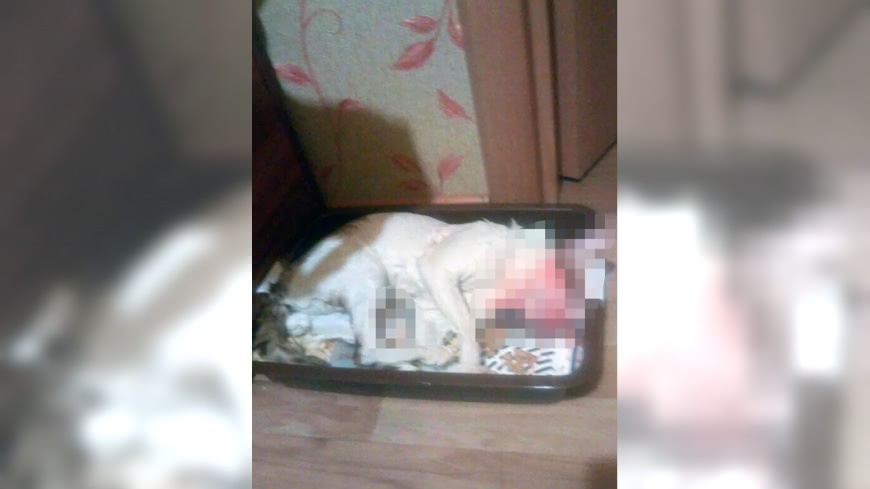 情侶吵架男失控 把女友愛貓扔洗衣機活攪至死