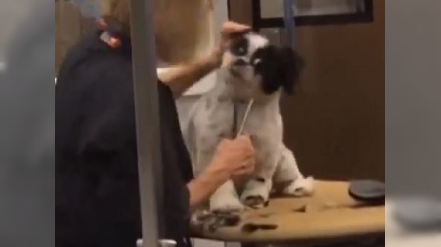 恐怖寵物美容 愛犬遭美容師扳頭拉耳