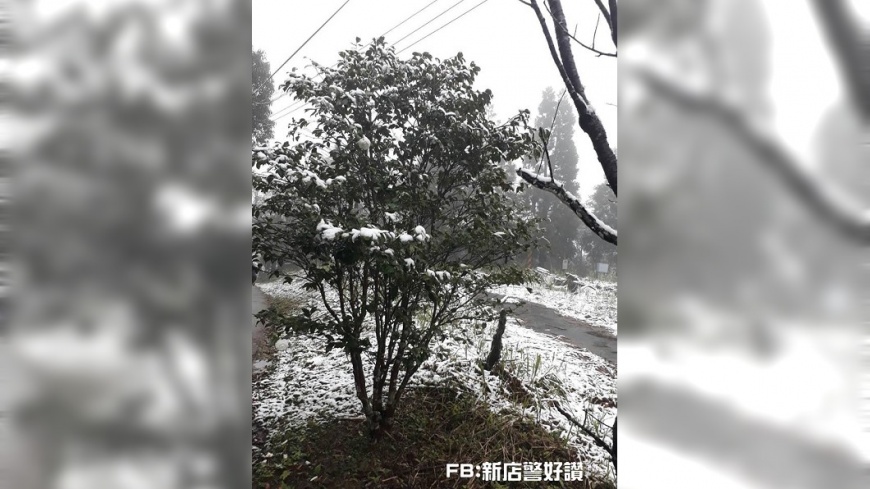 快訊/新北市烏來信賢里一帶 深夜飄雪樹白頭