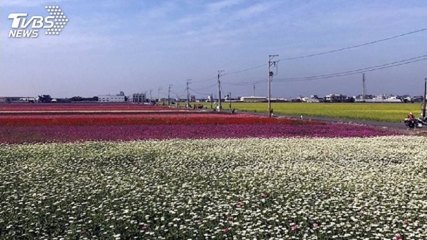 太保花海節　打造北海道花田普羅旺斯浪漫