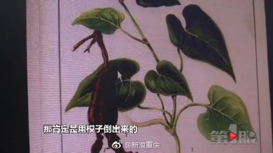 圖/翻攝自 新浪網