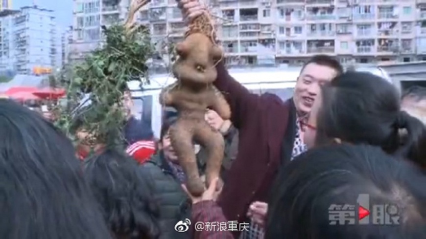 炫耀挖到「人形何首烏」 被中醫打臉:那是地瓜