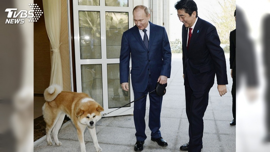 秋田犬日本人氣旺　電影、外交身影活躍