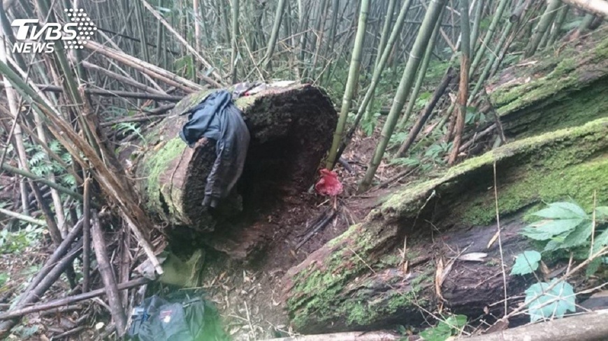 男到山區採牛樟菇 離奇卡中空樹身亡