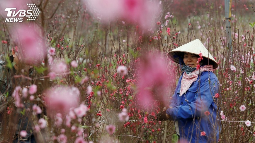 越南鄉下春節花市熱鬧 人潮湧現桃花綻放