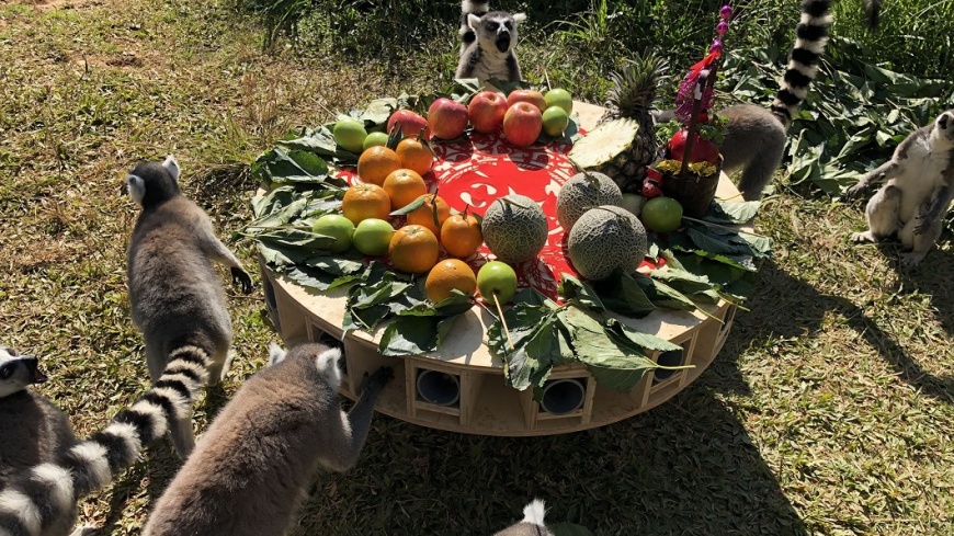 狐猴享用水果大餐。圖/六福村提供