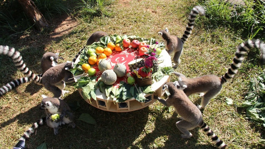 狐猴享用水果大餐。圖/六福村提供