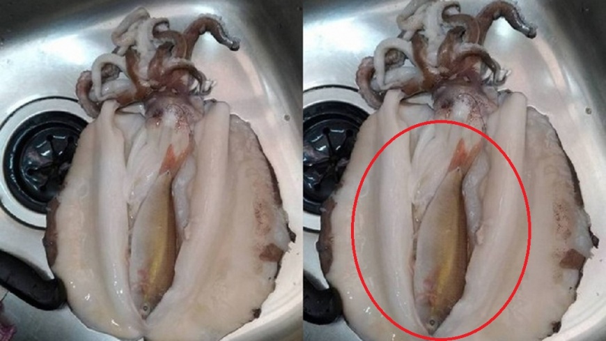 買軟絲剖肚驚見小魚 她爆氣「做生意用騙的!」