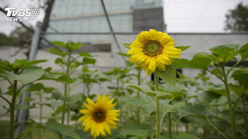 毓繡美術館種菜種花　還有千本藝術書庫