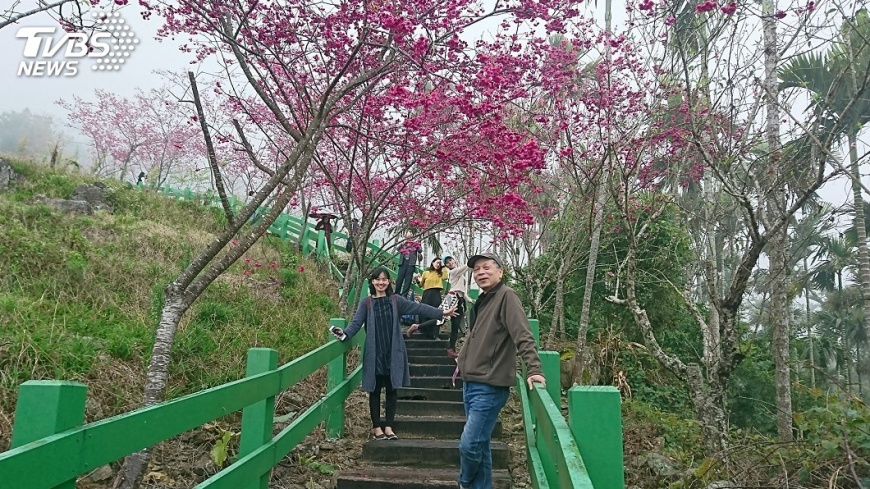金針山櫻花盛開至元宵 山嵐中耍浪漫