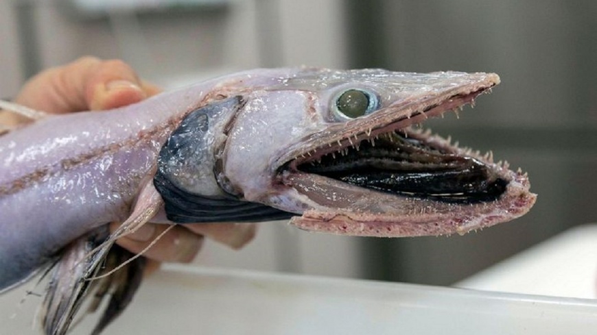全球最醜動物上門! 澳洲捕獲百種罕見魚