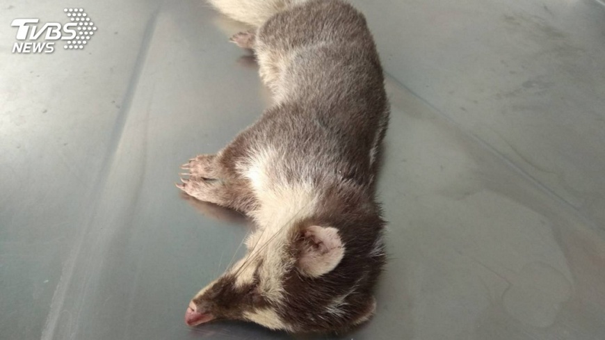 染狂犬病鼬獾再咬人 2傷者已就醫無不適