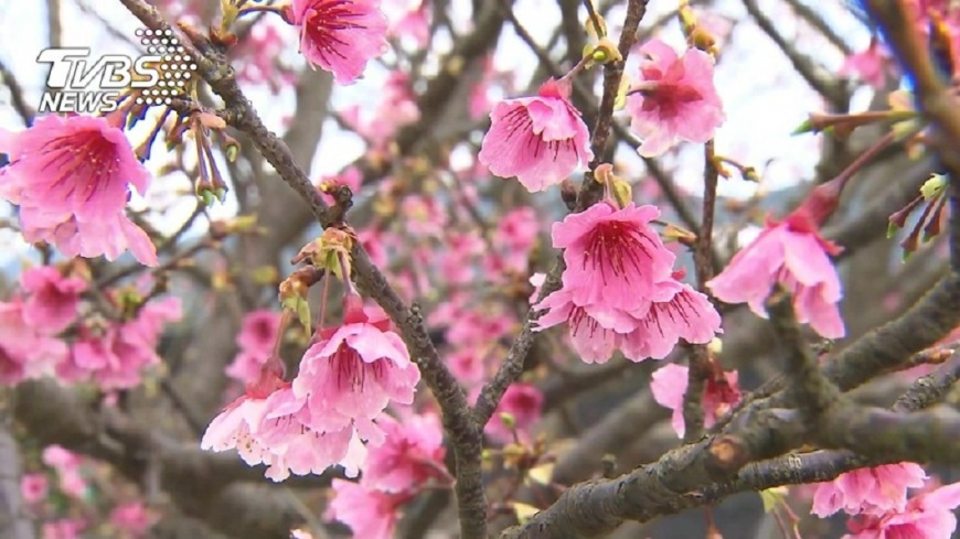 陽明山花季明開跑 最佳賞櫻地這張圖全包