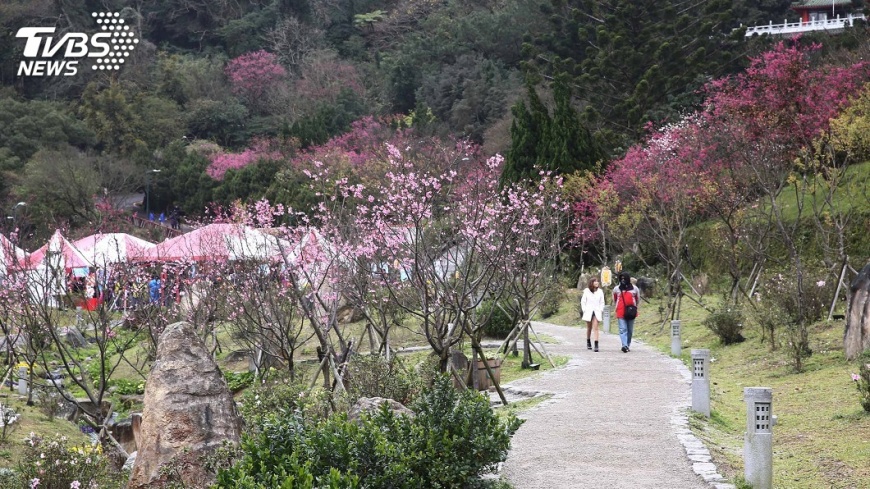 2018陽明山花季登場 櫻花接力爭豔