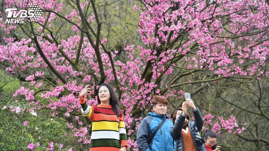陽明山花季開跑 警籲上山多搭大眾運輸