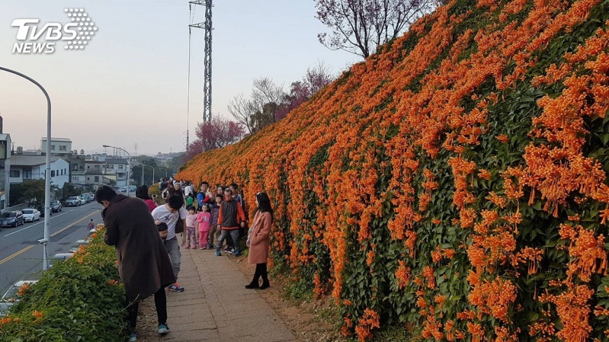 銅鑼環保公園大變身 金黃炮仗花牆吸睛