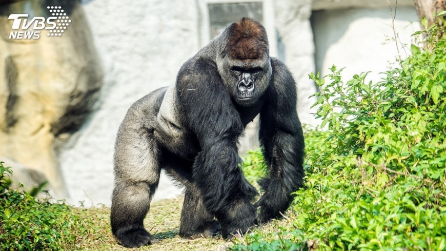 黑猩猩好友已成家 動物園盼「寶寶」也脫單